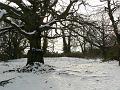 Winter, Hampstead Heath P1070446